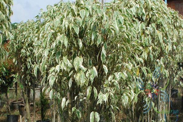 Detail Macam Pohon Beringin Nomer 26