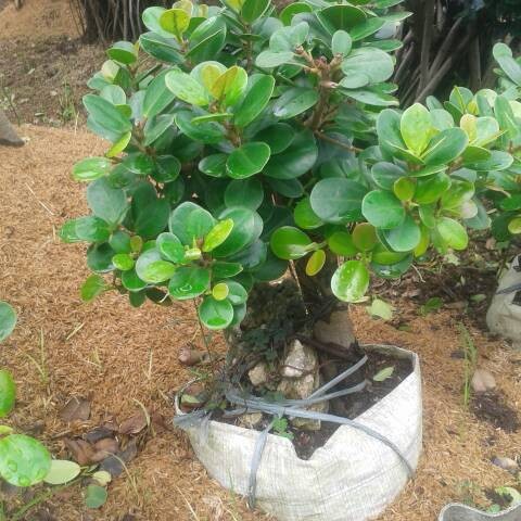 Detail Macam Pohon Beringin Nomer 3