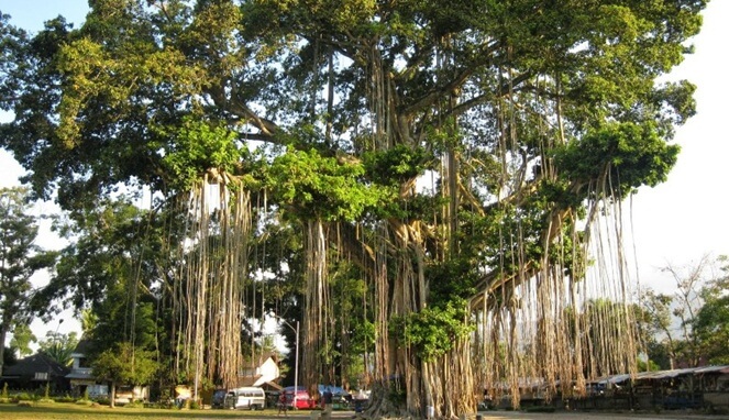 Detail Macam Pohon Beringin Nomer 33