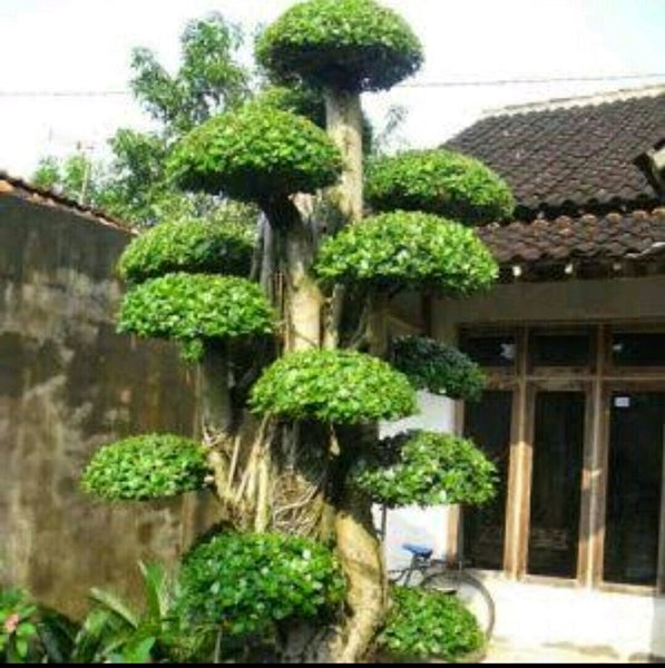 Detail Macam Pohon Beringin Nomer 34