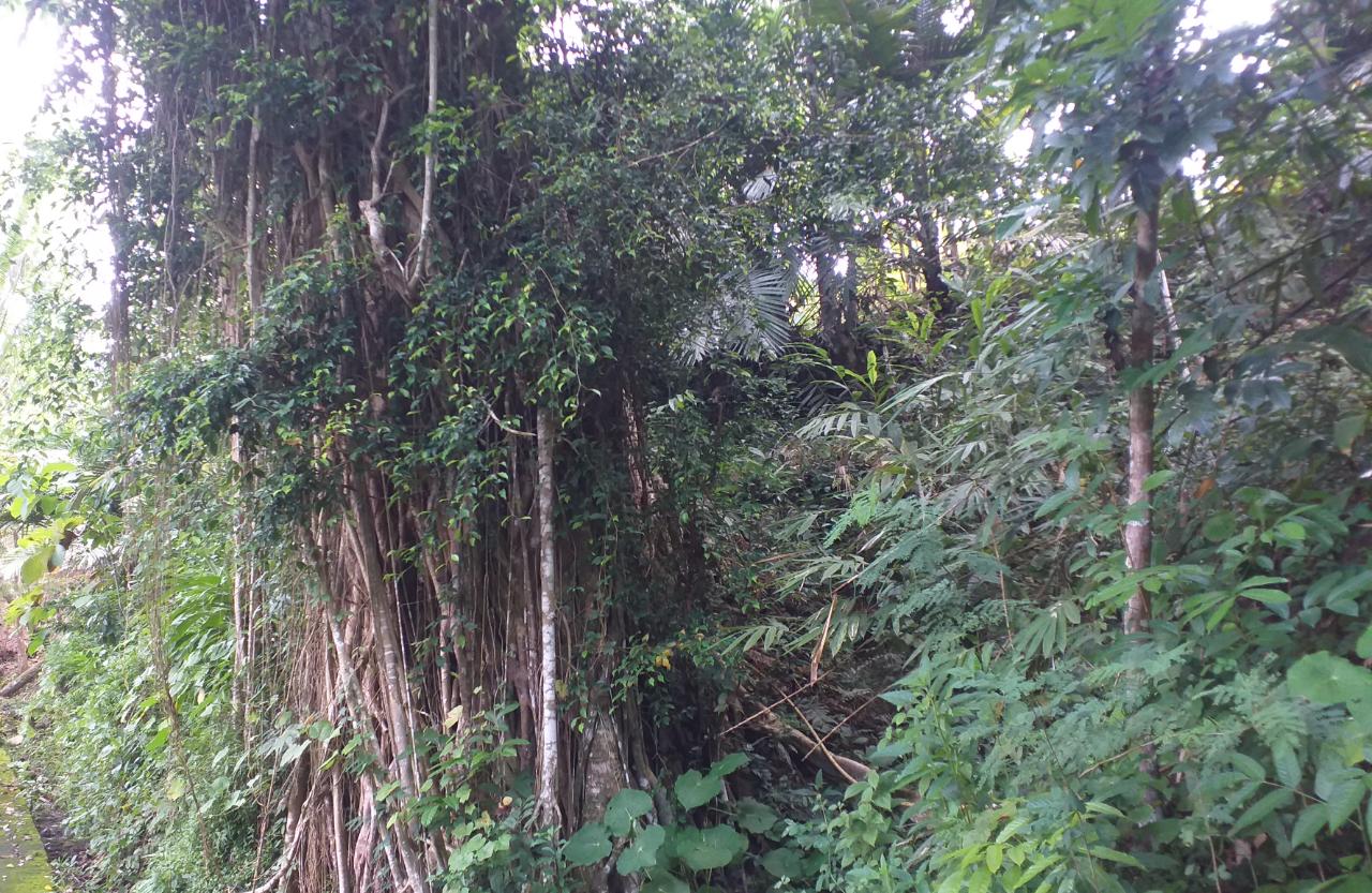 Detail Macam Pohon Beringin Nomer 35
