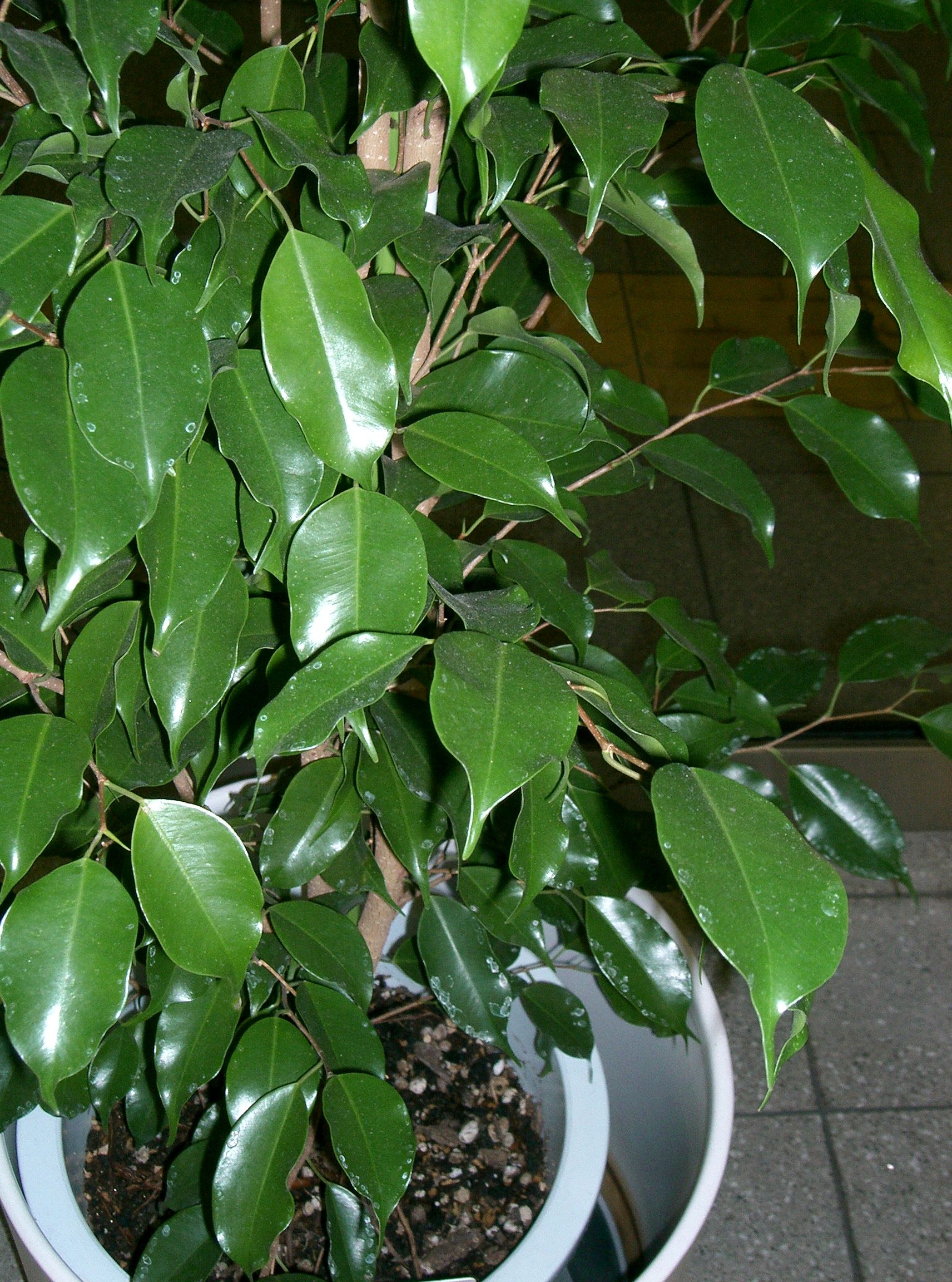 Detail Macam Pohon Beringin Nomer 4