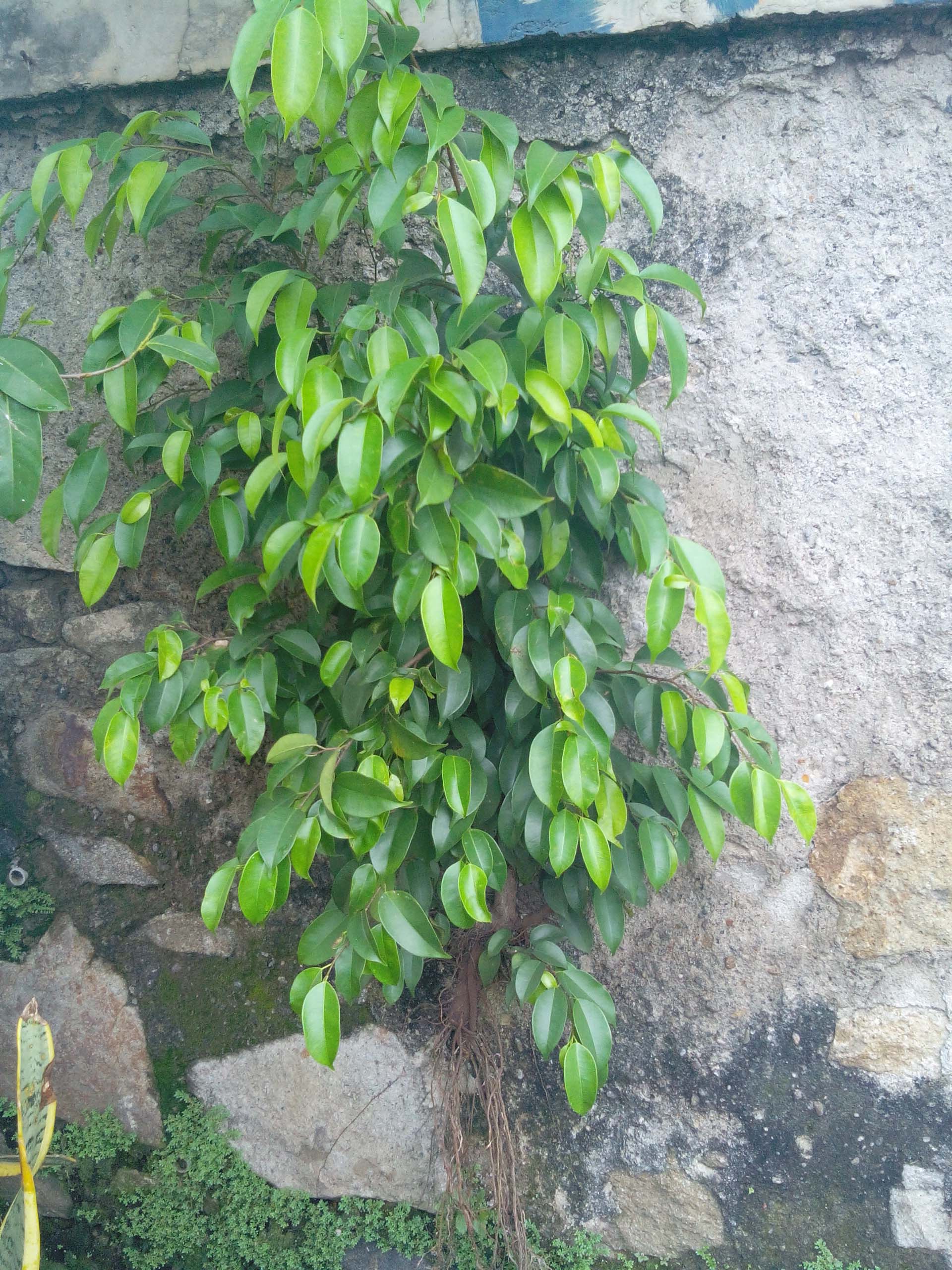 Detail Macam Pohon Beringin Nomer 36