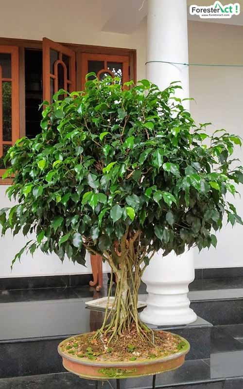 Detail Macam Pohon Beringin Nomer 5