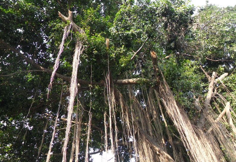 Detail Macam Pohon Beringin Nomer 43