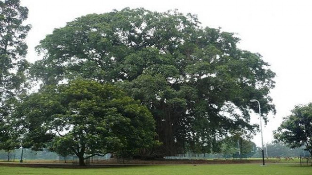 Detail Macam Pohon Beringin Nomer 46