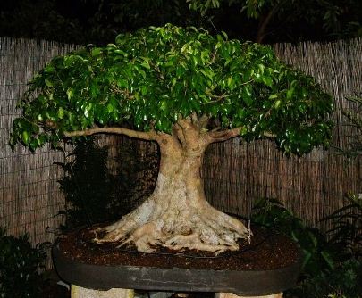 Detail Macam Pohon Beringin Nomer 6