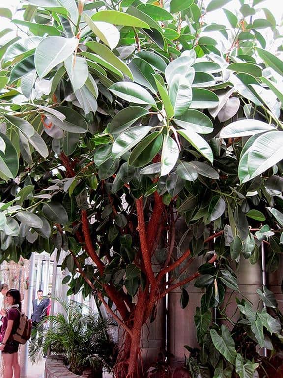 Detail Macam Pohon Beringin Nomer 7