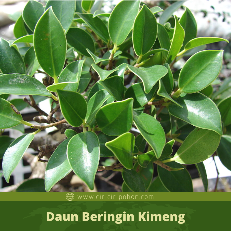 Detail Macam Pohon Beringin Nomer 8