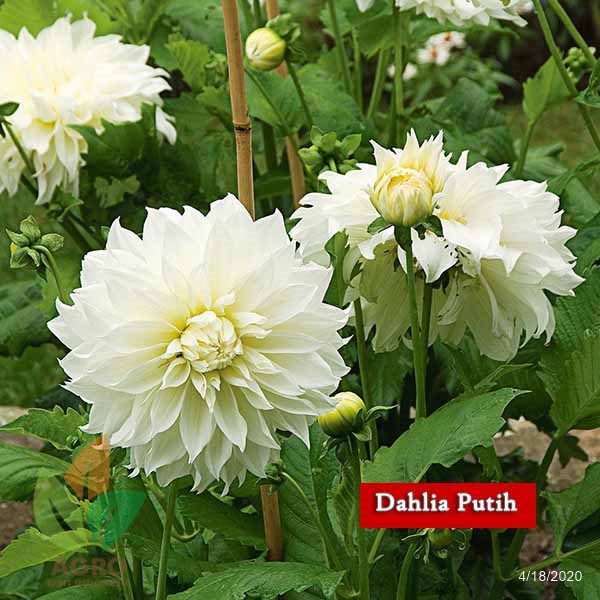 Detail Macam Warna Bunga Dahlia Nomer 51