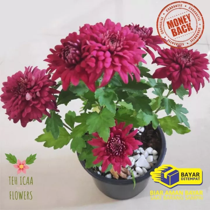 Detail Macam2 Gambar Bunga Aster Nomer 35
