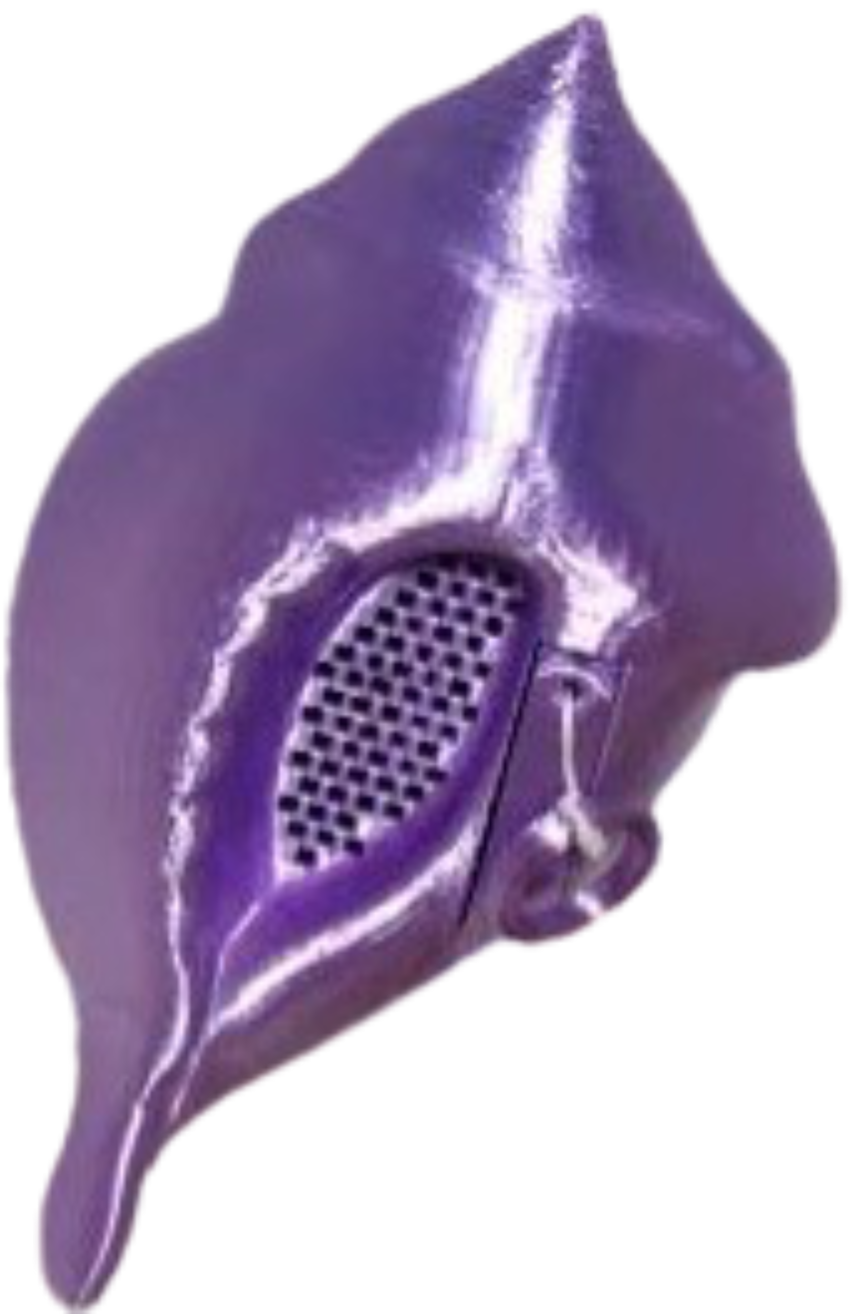 Detail Magic Conch Shell Nomer 45