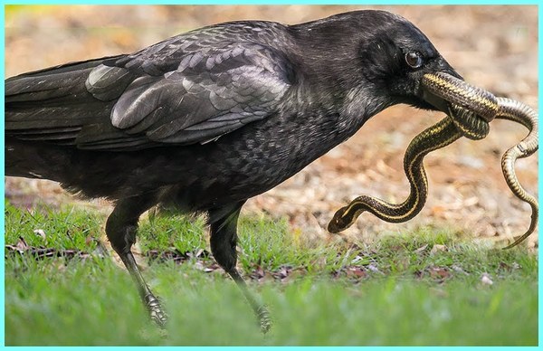 Makanan Burung Gagak Mata Merah - KibrisPDR