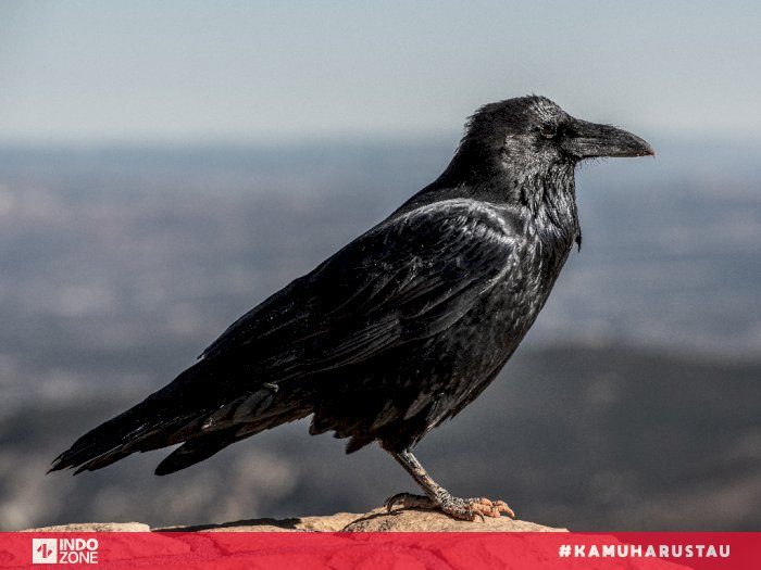 Detail Makanan Burung Gagak Mata Merah Nomer 17