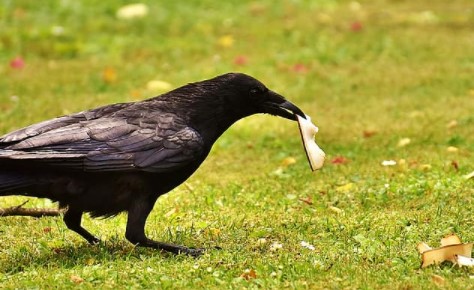 Detail Makanan Burung Gagak Mata Merah Nomer 21