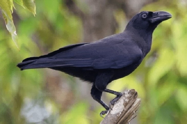 Detail Makanan Burung Gagak Mata Merah Nomer 29