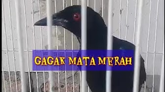 Detail Makanan Burung Gagak Mata Merah Nomer 34