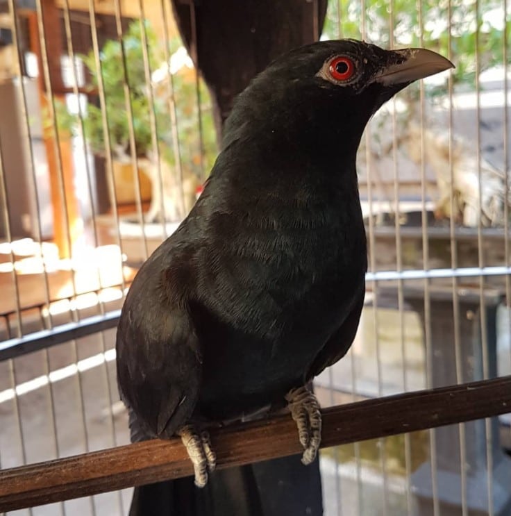 Detail Makanan Burung Gagak Mata Merah Nomer 35