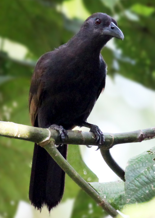 Detail Makanan Burung Gagak Mata Merah Nomer 42