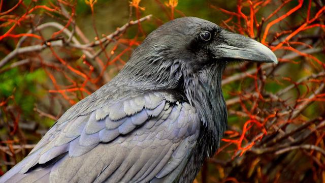 Detail Makanan Burung Gagak Mata Merah Nomer 44