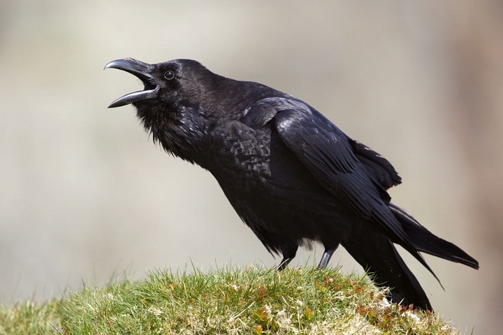 Detail Makanan Burung Gagak Mata Merah Nomer 46