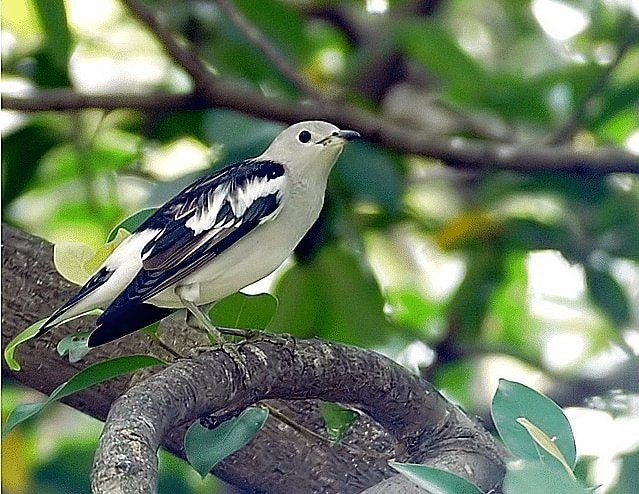 Detail Makanan Burung Jalak Kapas Nomer 2