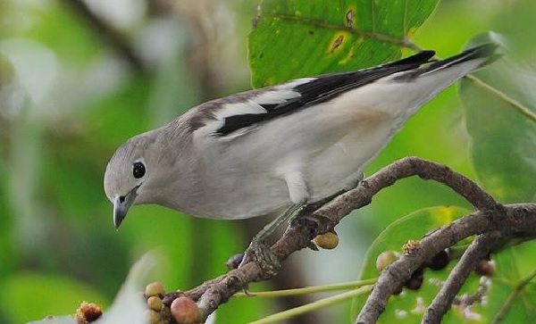 Detail Makanan Burung Jalak Kapas Nomer 41