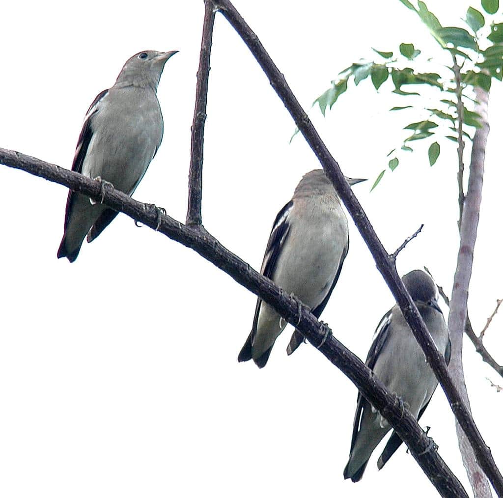 Detail Makanan Burung Jalak Kapas Nomer 8