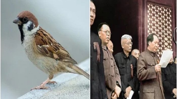 Detail Makanan Burung Pipit Adalah Nomer 23