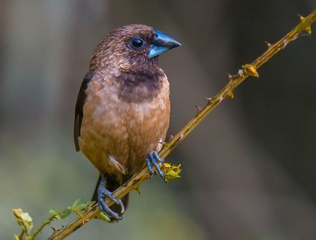 Detail Makanan Burung Pipit Adalah Nomer 25