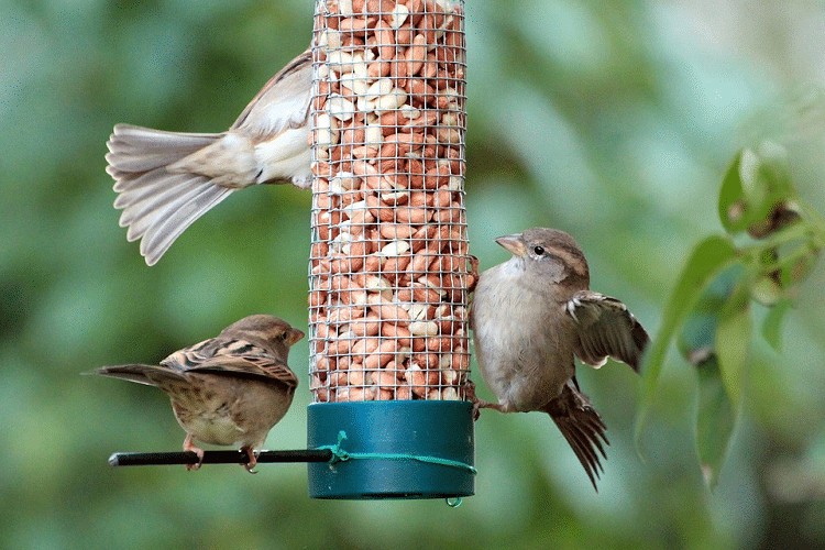 Detail Makanan Burung Pipit Adalah Nomer 4