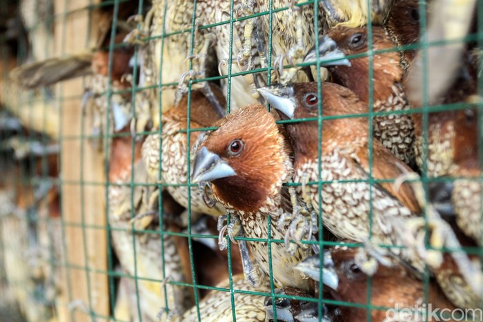 Detail Makanan Burung Pipit Adalah Nomer 28