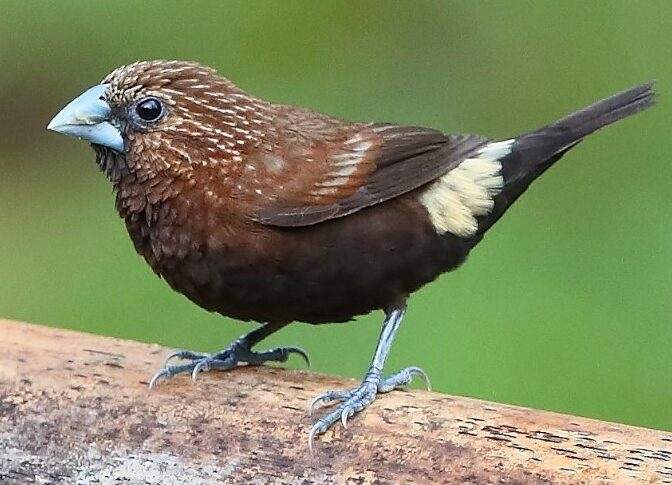 Detail Makanan Burung Pipit Adalah Nomer 32