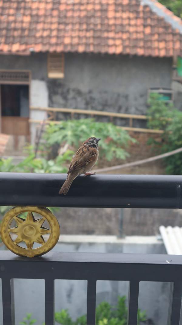 Detail Makanan Burung Pipit Adalah Nomer 33