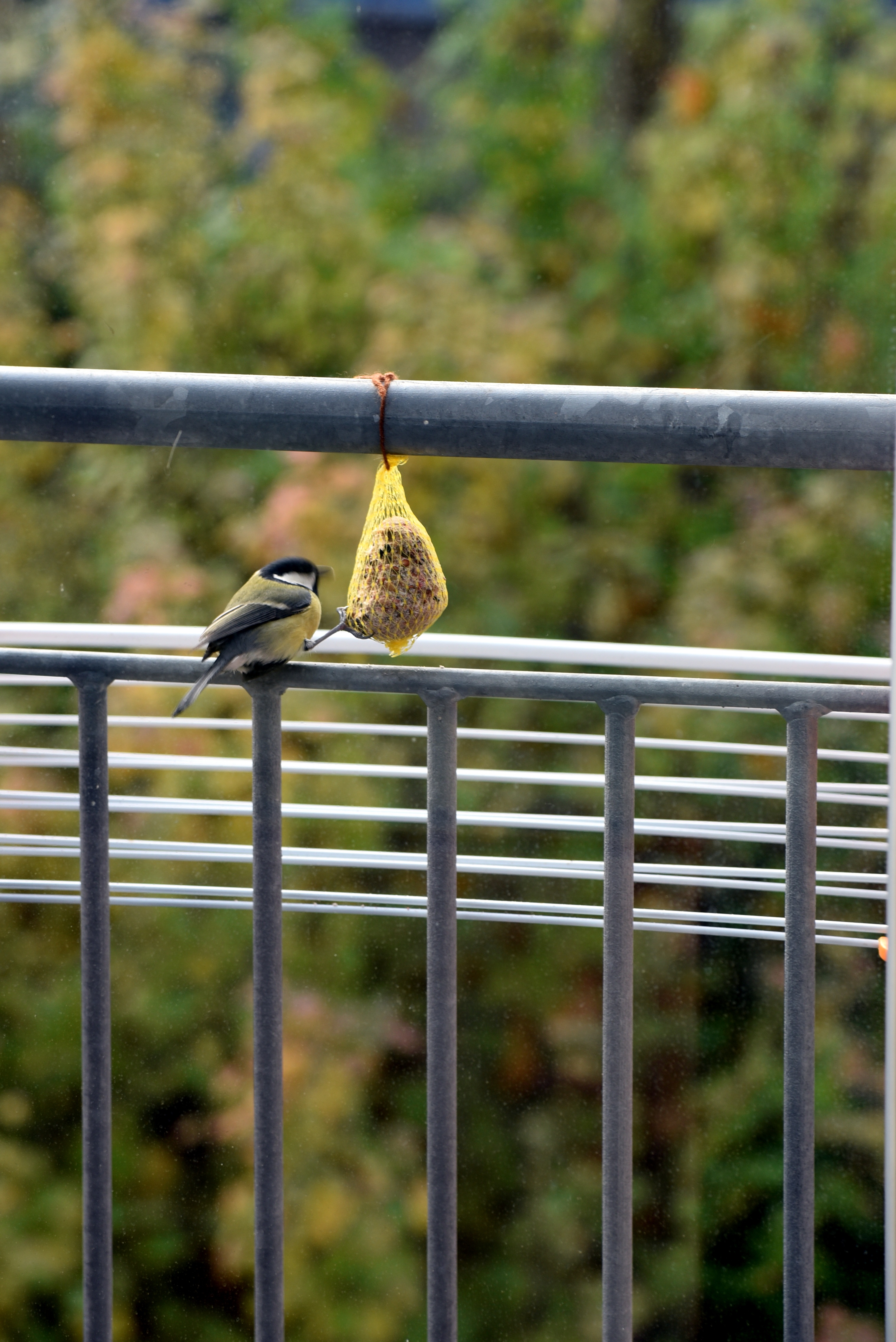 Detail Makanan Burung Pipit Adalah Nomer 41