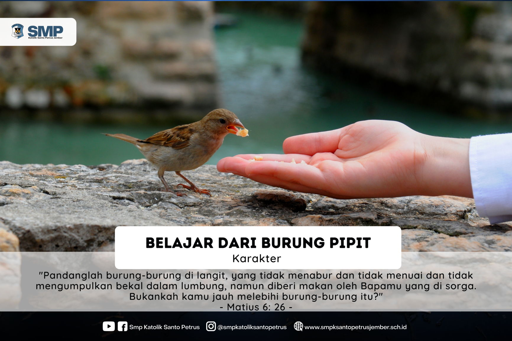 Detail Makanan Burung Pipit Adalah Nomer 50