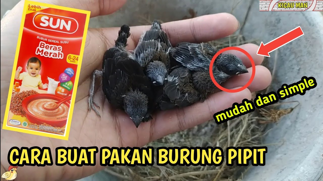 Detail Makanan Burung Pipit Adalah Nomer 8