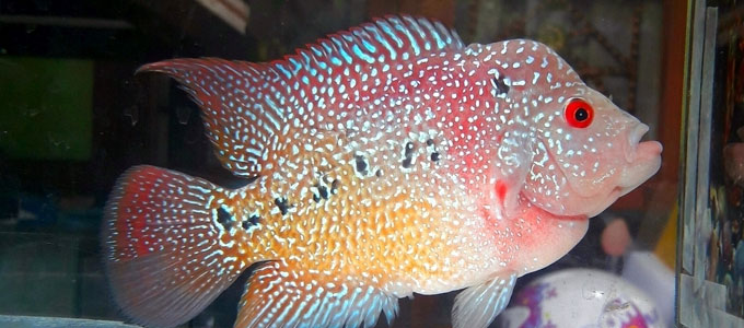 Detail Makanan Ikan Louhan Untuk Warna Nomer 21