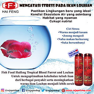 Detail Makanan Ikan Louhan Untuk Warna Nomer 34