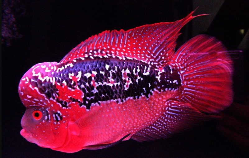 Detail Makanan Ikan Louhan Untuk Warna Nomer 47