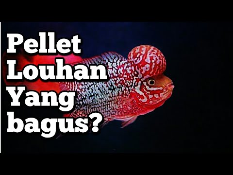 Detail Makanan Ikan Louhan Untuk Warna Nomer 48