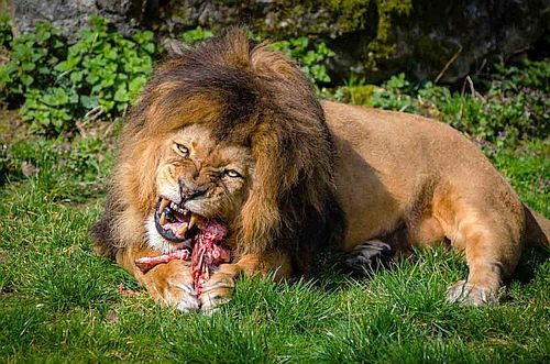 Makanan Singa Adalah - KibrisPDR