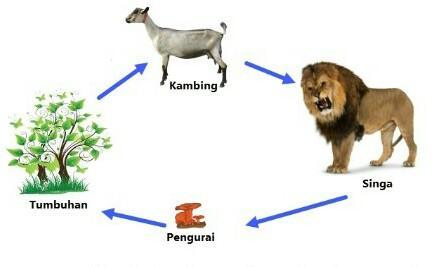 Detail Makanan Singa Adalah Nomer 19