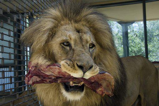 Detail Makanan Singa Adalah Nomer 50