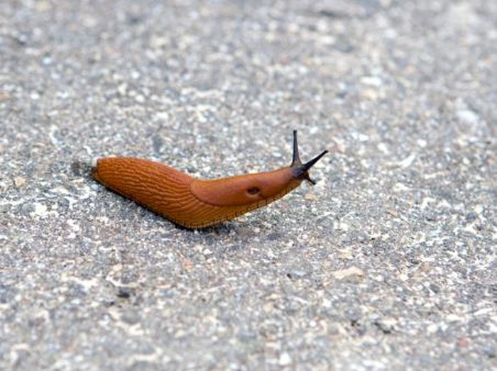 Detail Makanan Siput Adalah Nomer 22