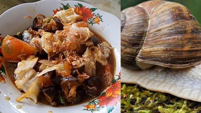 Detail Makanan Siput Adalah Nomer 23