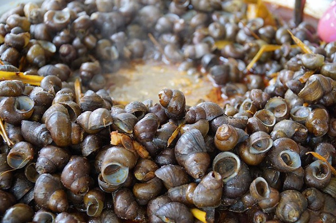 Detail Makanan Siput Adalah Nomer 24