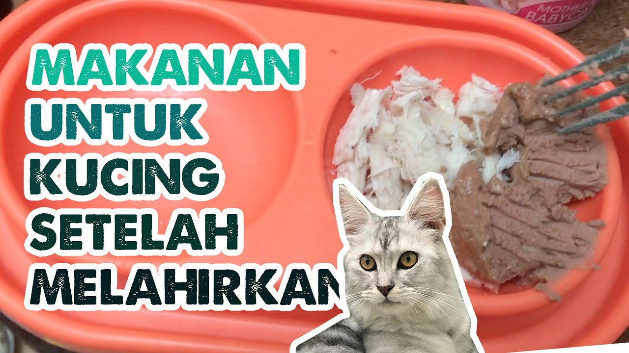 Detail Makanan Untuk Kucing Menyusui Nomer 20