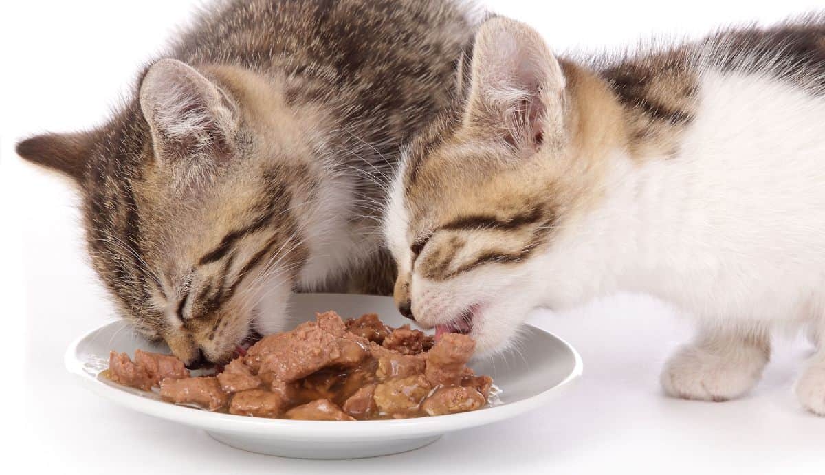 Detail Makanan Untuk Kucing Menyusui Nomer 40