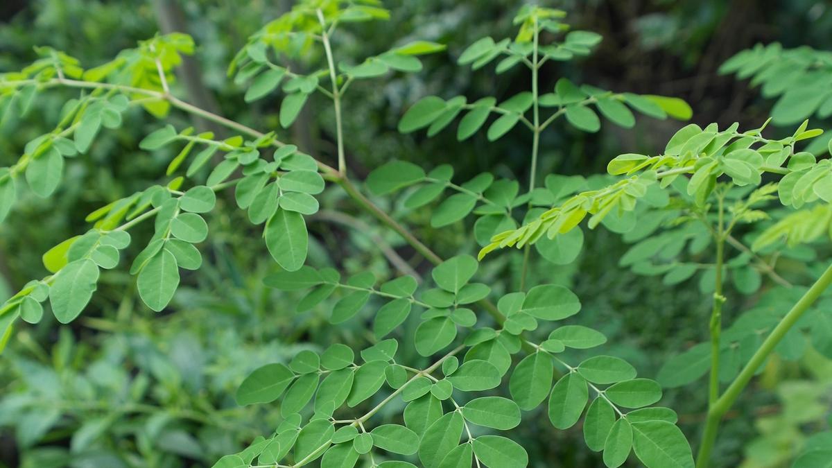 Detail Manfaat Daun Kelor Untuk Rahim Nomer 10